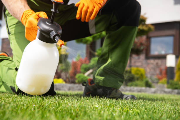 Wasp Removal Services in Quincy, MA