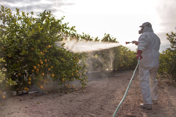 Best Ant Control Services  in Quincy, MA