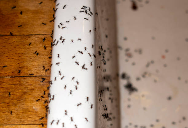 Best Spider Control Near Me  in Quincy, MA