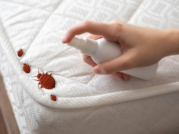 Best Pest Control for Homes  in Quincy, MA
