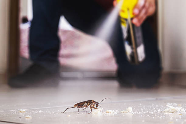Pest Prevention Services in Quincy, MA