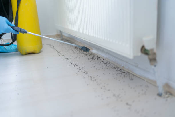 Best Wasp Removal Services  in Quincy, MA