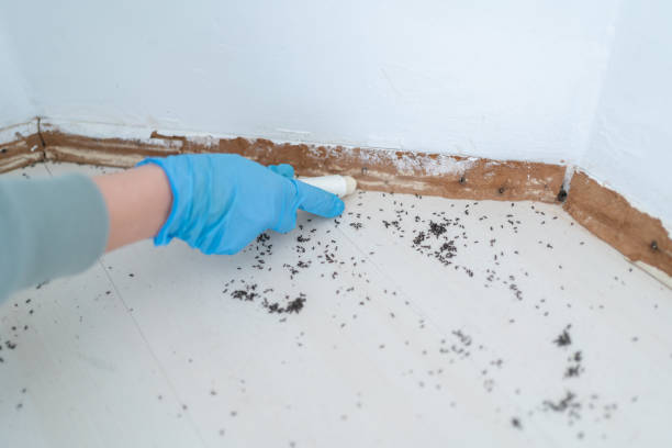 Best Exterminator Services  in Quincy, MA